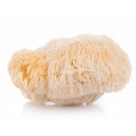 Süngomba (Hericium erinaceus)