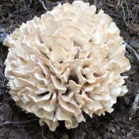 Ezüst rezgőgomba (Tremella fuciformis)