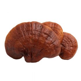 Ganoderma-Reishi  (Pecsétviasz gomba)