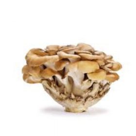 Maitake (Bokrosgomba)