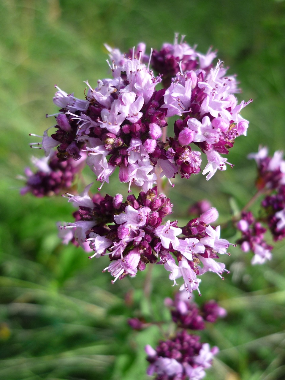 KAKUKKFŰ- A HARCTÉRI FERTŐTLENÍTŐSZER  (Thymus vulgaris, Thymus serpyllum)